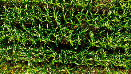 Aerial view of fields and agricultural parcels. Agricultural landscape: rows of plants growing in vast fields with dark fertile soil leading to the horizon.