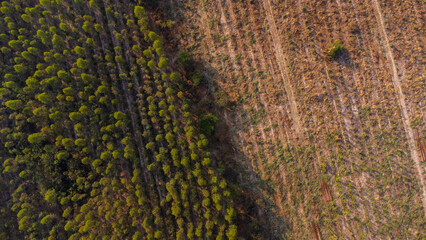 Aerial view of Plantation Eucalyptus trees being harvested for wood chipping. Top view of the eucalyptus forest in Thailand.