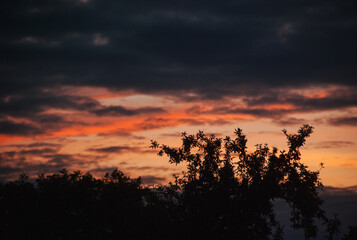Fototapeta premium View on trees in colourful sunset light 