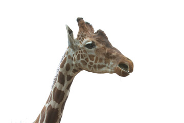 giraffe isolated on white