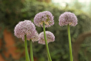 allium flower