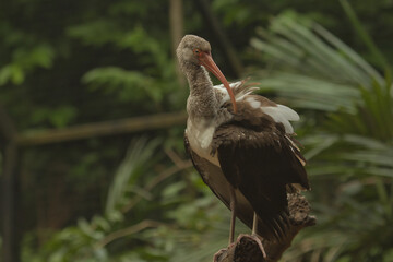 American white ibis