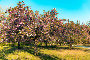 Cherry tree blossom in Parc de Sceaux - Ile de France - Paris region - France