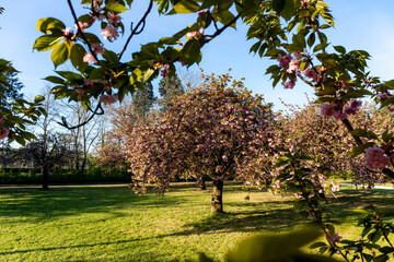 Fototapeta na wymiar Cherry tree blossom in Parc de Sceaux - Ile de France - Paris region - France