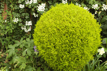 green grass in the garden