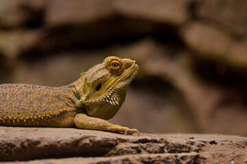 Central bearded dragon