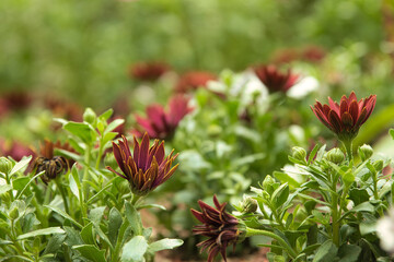 red and yellow flowers