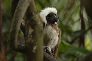 Portrait of a tamarin monkey