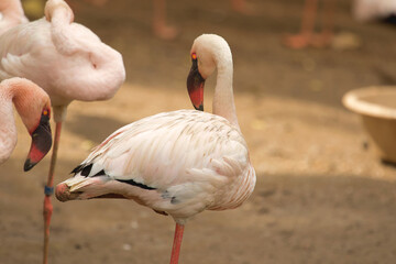 flamingo in the zoo