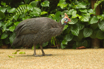 Helmeted guineafowl