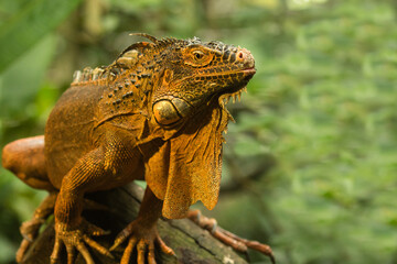 iguana on tree branch