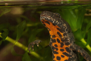 Closeup on an aquatic Balkan or Buresch's crested, Triturus bureschi showing the nice red belly colors
