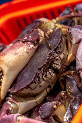 fish and shellfish on the beach for sale freshly caught and fresh on their fishing canoes