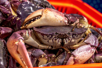 fish and shellfish on the beach for sale freshly caught and fresh on their fishing canoes