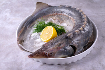 Whole raw sturgeon on ice on white plate. Fresh fish