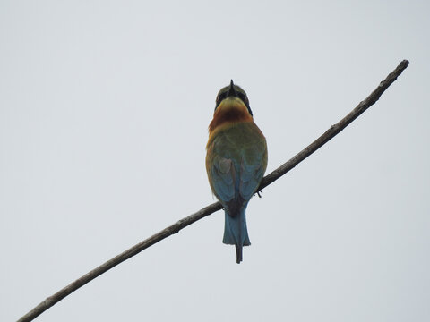 A Kingfisher Bird Rotate Head 180 Degrees