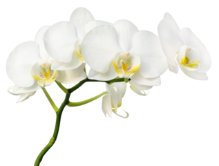 Orchid isolated. Twig white orchid on a transparent background.
