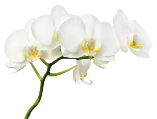 Tuinposter Orchid isolated. Twig white orchid on a transparent background. © Денис Петровских