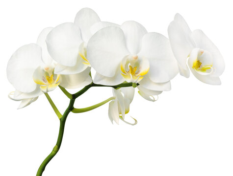Fototapeta Orchid isolated. Twig white orchid on a transparent background.