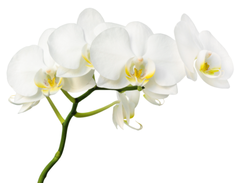 Orchid isolated. Twig white orchid on a transparent background.