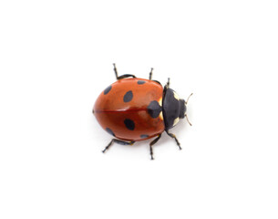 Little ladybug beetle.