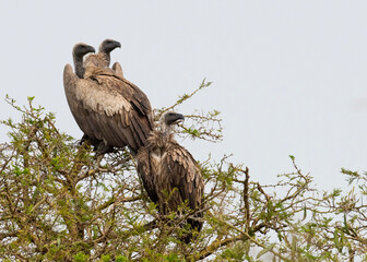 White backed vultures staring onto Savannah