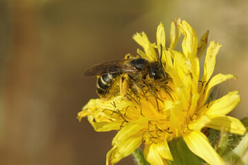 Closeup on a female End banded furrow bee, Halictus sitting in a yellow flower