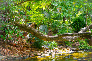 Fototapeta premium river in the forest
