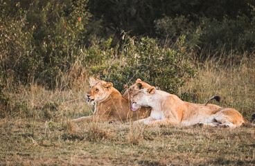 Two female lion cleaning another female in the african savannah