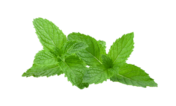 Mint leaves isolated on transparent png