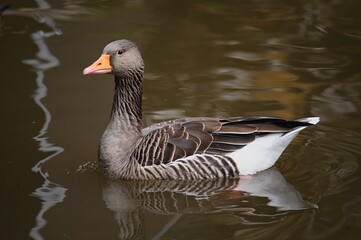 Naklejka na ściany i meble Big goose floating on a pond. Big goose on brown backgroud. Big goose in the water.