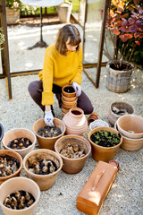 Woman plants flower bulbs in clay jugs for growing in glass orangery at garden. Florist gardening...