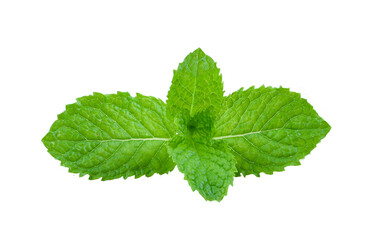 Mint leaves isolated on transparent png