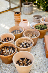 Close-up view from above on tulip bulbs in soil planted in clay jugs
