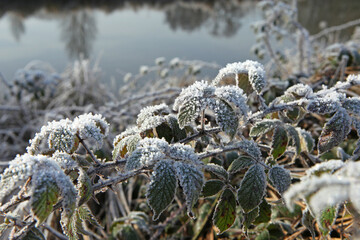 Frost settled on elm leaf blackberry brambles.