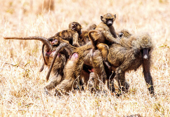 A troop African Baboons with young 