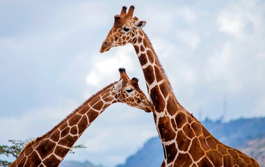 A pair of Reticulated giraffe Kenya east Africa