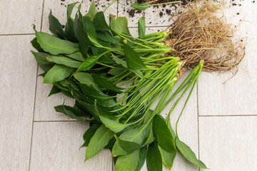Spathiphyllum plants for transplanting on a floor in the kitchen, transplanting indoor plants top...
