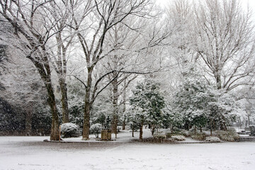 冬の有栖川公園、雪景色