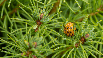 Ladybug insect in the garden, spring  summer time