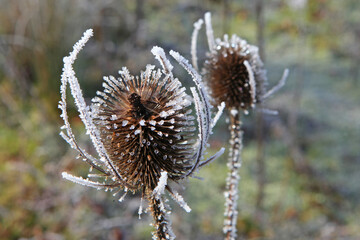 Frost settled on wild teasel.