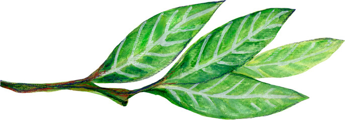 Botanical plant fruits on an isolated white background, watercolor illustration, element clipart  © HoyaBouquet