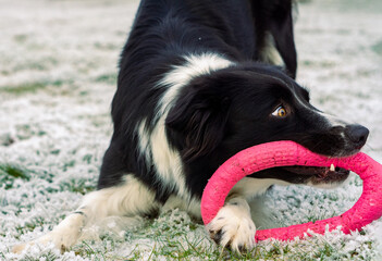 A border collie is playing with his toy. Happy dog