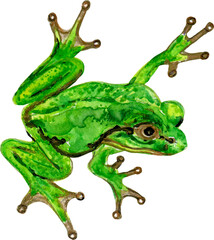 Animal Frog on an isolated white background, watercolor illustration, element clipart 