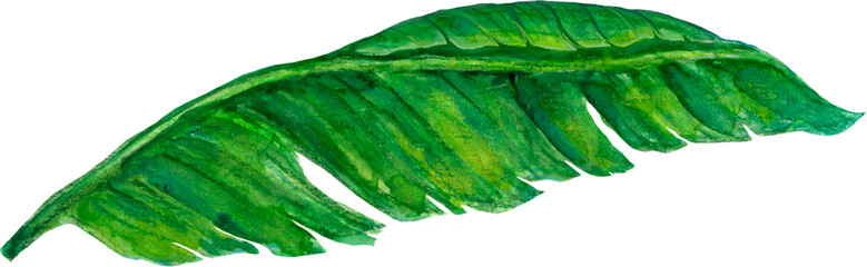 Botanical plant Banana fruits on an isolated white background, watercolor illustration, element clipart 