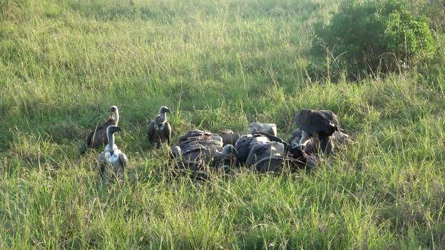 Numerous vultures fight over a carcass in the wilds of Africa.