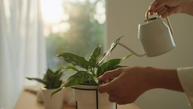 Hand woman watering pot houseplant on table at home sunlight morning or twilight	