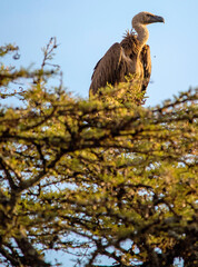Griffon Vultures scan the horizon for their next meal