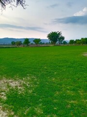 Obraz premium grass and blue sky