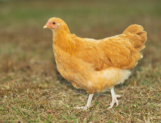 Bright golden chicken hen on grass
